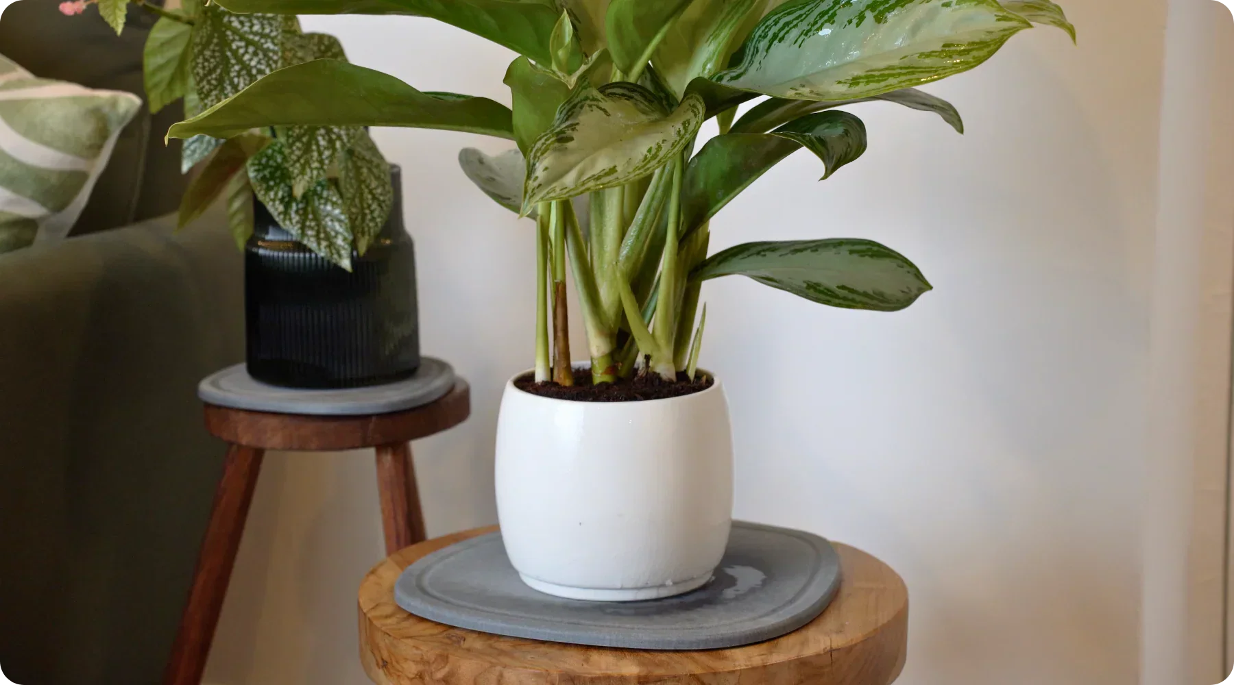 No More Water Rings: Why Stone Plant Saucers Are Better for Your Home