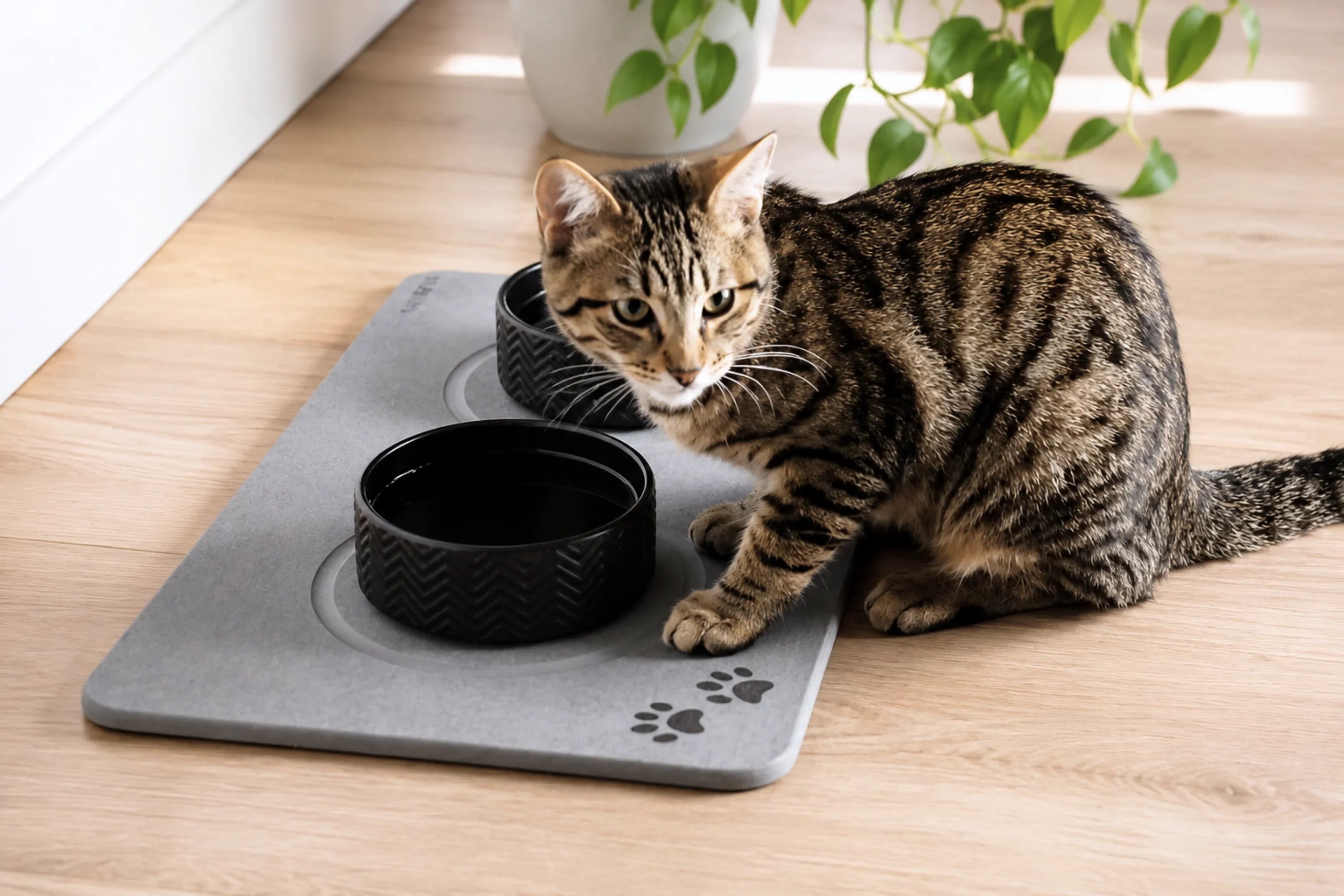 Preventing Unsanitary Feeding Areas: Cat Food Mat Rules Every Pet Owner Should Know