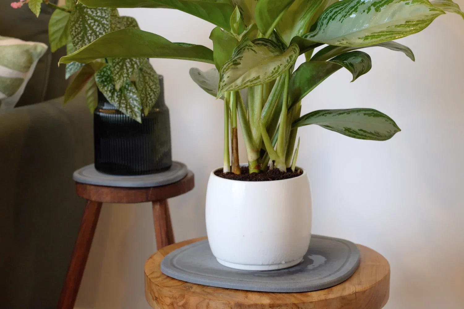 Stone Plant Saucers to Prevent Overflowing Water