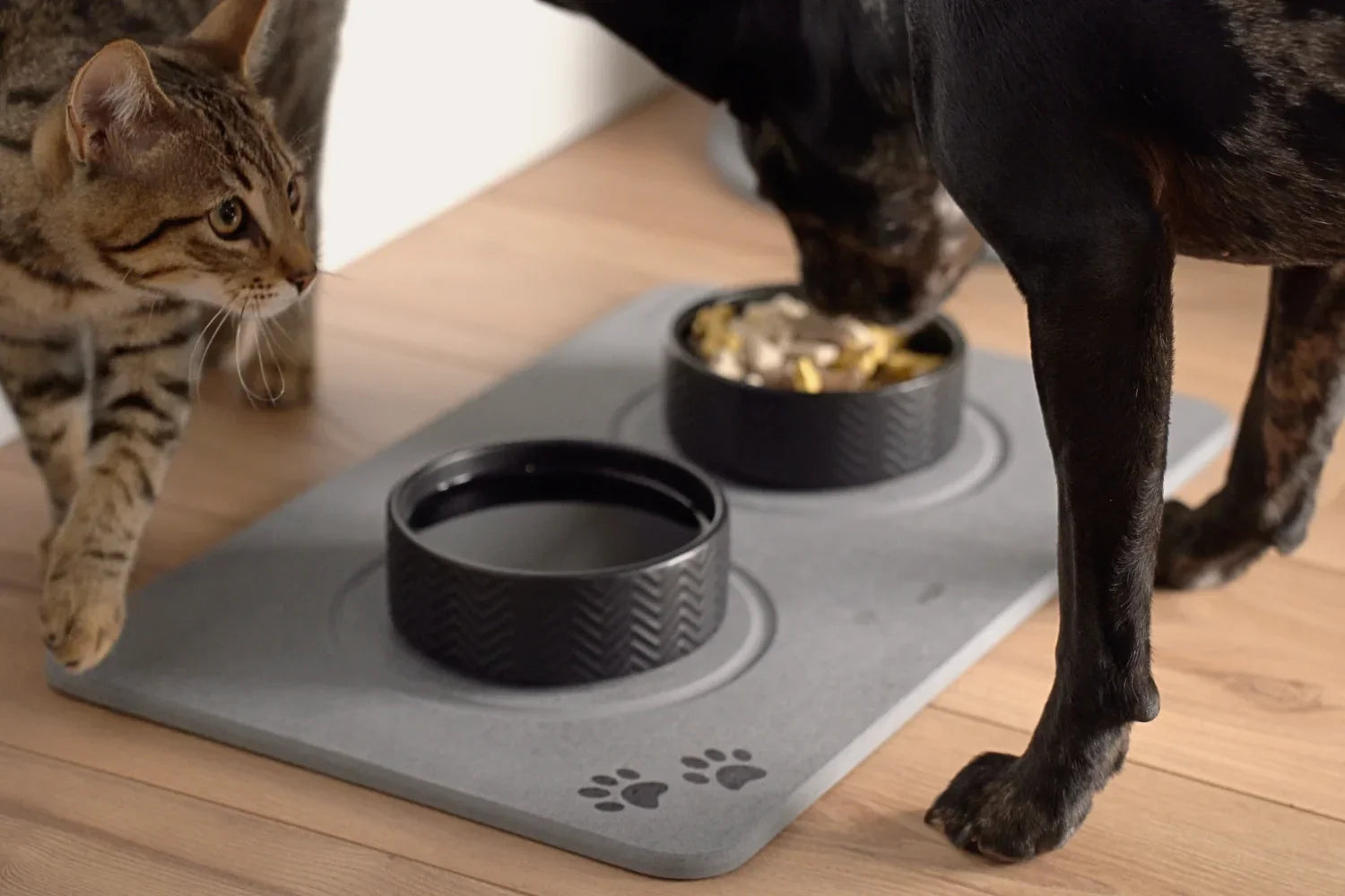 Five Odour Issues a Pet Feeding Mat Solves Fast