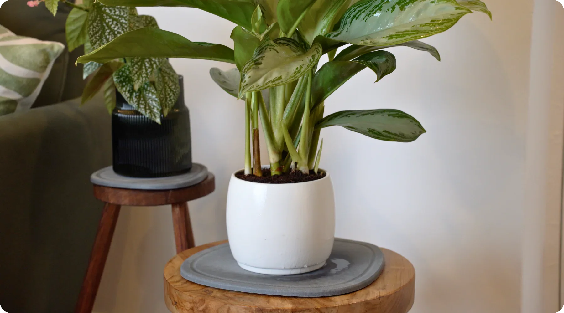 Plant‑Parent Playbook: No‑Mess Watering, Happier Leaves