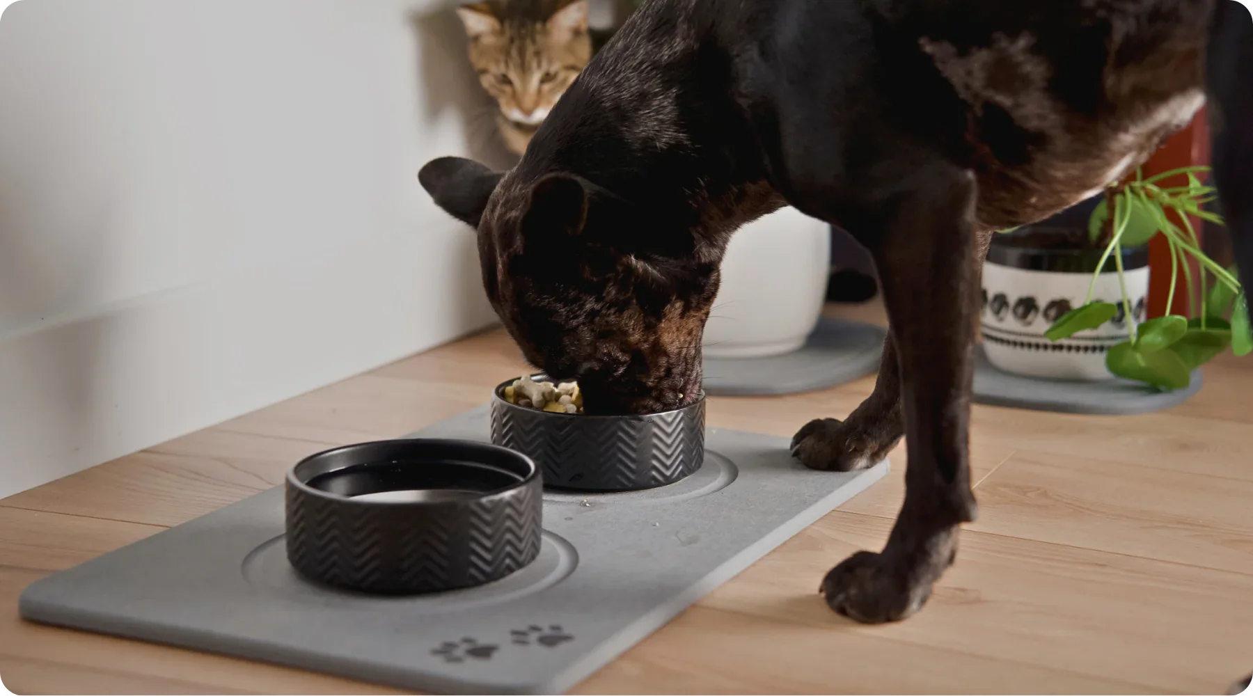 Boxing Day Pet Reset: Drier Floors, Happier Paws