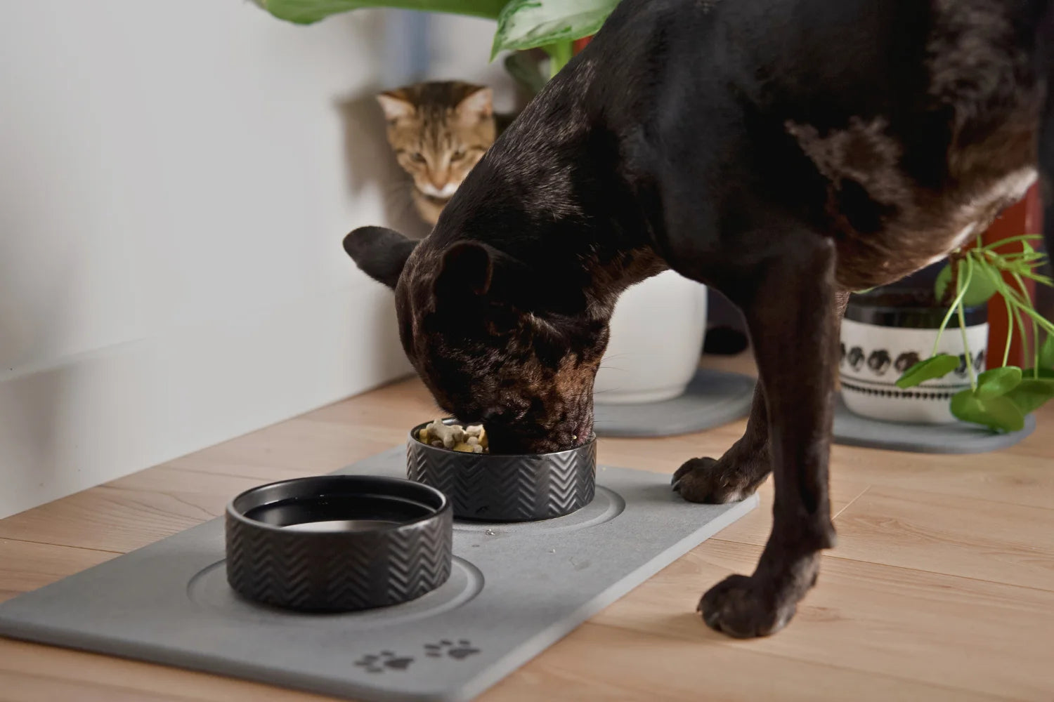 Stone Pet Mat vs Silicone Mat: Which Is More Hygienic
